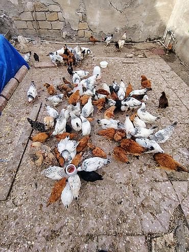 ucuz toyug: Toyuq, Adler, Kuçin, Damazlıq, Ünvandan götürmə — 2