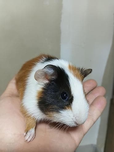 Ən sakit və ən sübür Ginepiqlər artıq hazırdır! [  ] Evdə səs-küy — 8