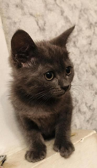 pişik balası satılır: Britan, Ünvandan götürmə — 3