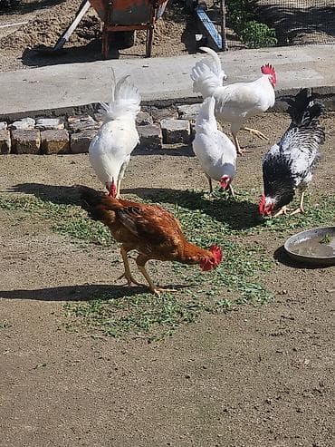 ingilis setteri it cinsi: Kənd xoruzları 6 aya keciblər sağlam aktivdilər — 3