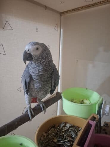 Jako erkek damazlıq satılır. Tam sağlam quşdur. 3 yaşı var. qiymət