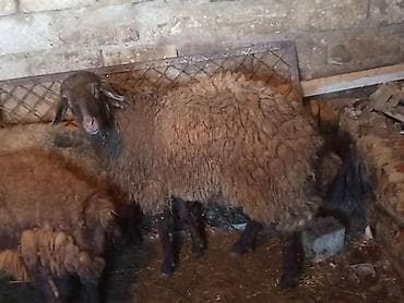 sudluk inek satisi: Qoyunlar – 3 baş - cins qoyunlardi qala qoyundular 1 erkek — 2