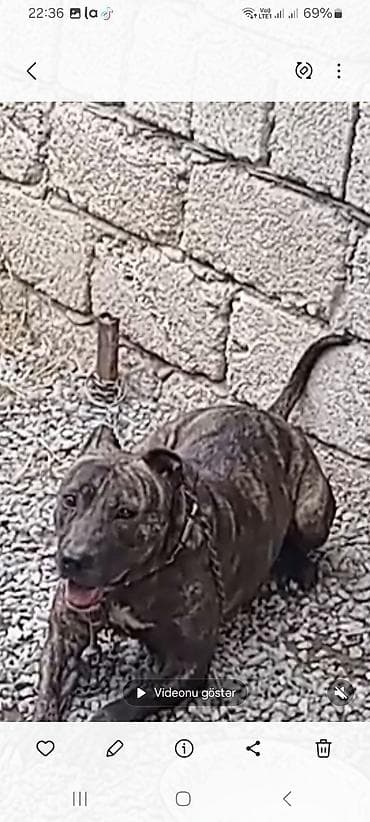 xaski itləri: Brindle rəngli, qısa tüklü, atletik quruluşlu it. 70 m — 2
