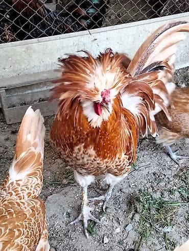 xoruz adlari: Cins: Dekorativ toyuq – ehtimalən Polşa (Polish) növü, fərqli baş — 1