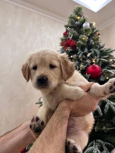 Heyvanlar üçün mallar: Retriever, 2 ay, Dişi, Sənədli, Ünvandan götürmə, Ödənişli çatdırılma — 9