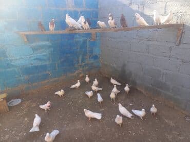 heyvanlar ucun bit dermani: Salam Alokum Tergidilir kom satilir Kohne cinsderdi Yaxsi Sat Verener — 2