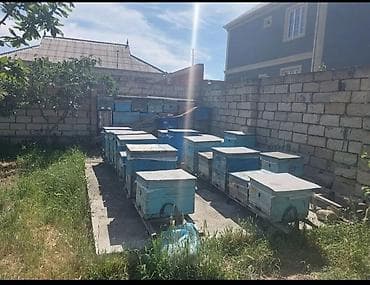 ucuz qoyun: Arıçılıq üçün komplekt arı yeşikləri və inventarı - Şəkildə görünən — 2