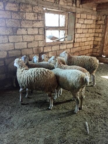 Коровы, быки: Qoyun sürüsü – qarışıq rənglər və yaşlar - Təsərrüfat şəraitində — 2