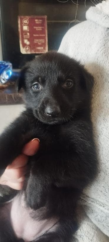 cins xoruz: 1 ay, Dişi, Pulsuz çatdırılma — 3