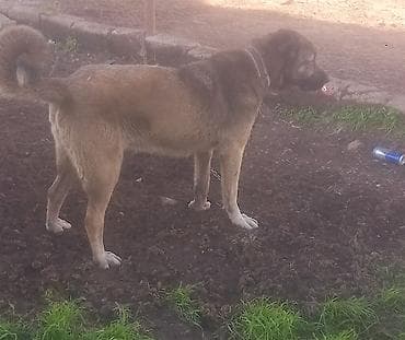 приют для животных в баку адрес: Qurdbasar diwi kurseye az qalib cavandi. unvan baki — 1