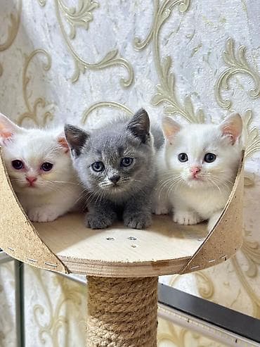 maykonq pişik: Britan — 1