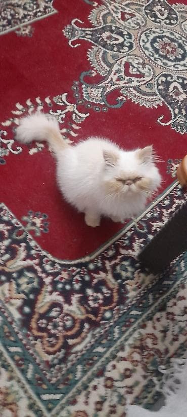 mini maltez: Britan — 4