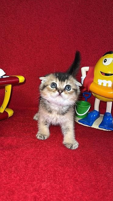 siyamski pişik: Qızıl şinşilla, Erkək, Dişi, Yaxşı əllərə, Ünvandan götürmə, Ödənişli çatdırılma, Rayonlara çatdırılma — 6