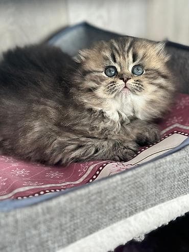 bala keçi: Şotland uzun tüklü — 2