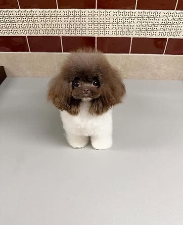 Digər heyvanlar: Şpitz, 2 ay, Sənədli — 1