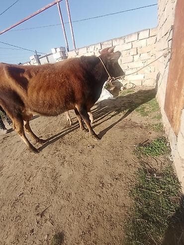 Ördəklər: Dişi, il: 5, 250 kq, Damazlıq, Südlük — 1