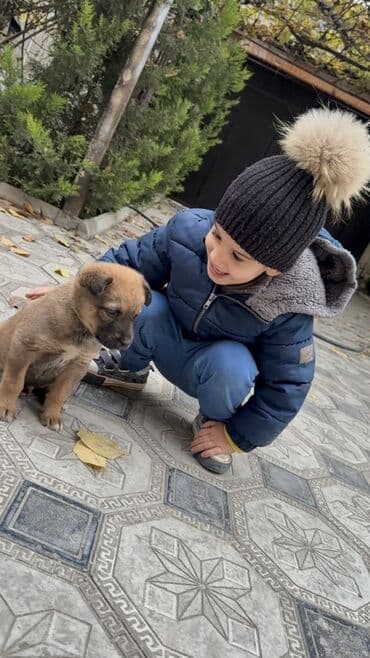 йоркширский терьер цена в баку: 2 месяца, С прививками — 4