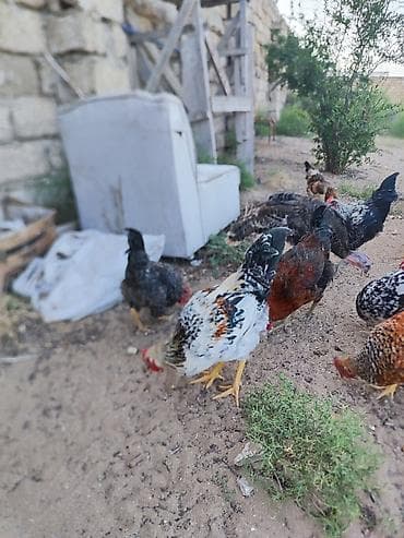 evren cuce yemi: Salam Aleykum cavan kənd colpalardi 3 ayları keçiblər bahalı — 4
