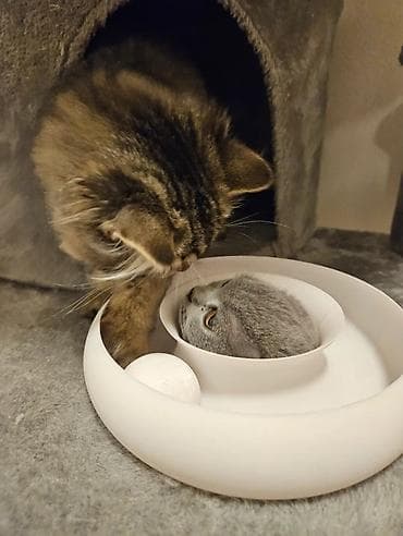 pişik oyuncaqları: 🐾 Pişiklər üçün İnteraktiv Oyuncaq Pişiyinizin həm əylənməsi, həm də — 2