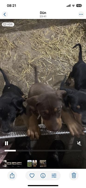 Gəmiricilər: Doberman, 2 ay, Sənədli — 2