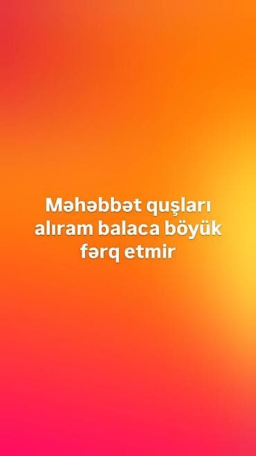 pişik yarım tip: Məhsul/xidmət: Məhəbbət quşlarının alınması Təsvir: - Hər növ və — 1