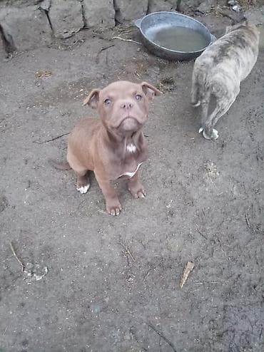 pitbull balasi: Pitbul, 2 ay, Dişi — 9