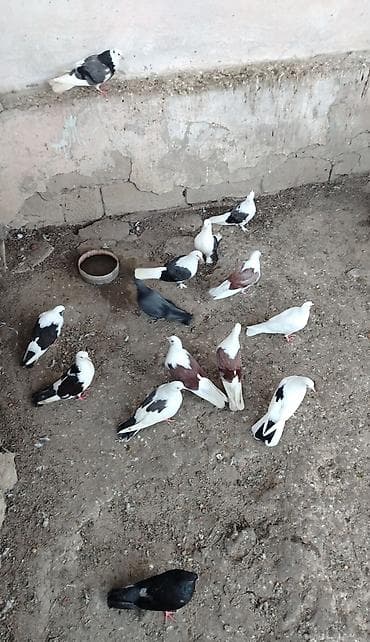 Quşlar: Quslar satilir cemi 14denedir tek tek satilmir kom satilir saglam — 3