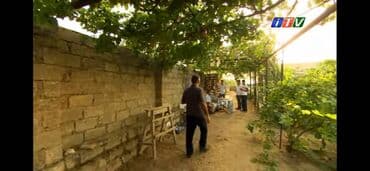 üzüm ağacı: Üzüm Ağacları Satılır Öz həyətimizin Məhsullarıdı Hər cur Növdə Üzüm — 3