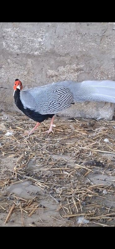 babil quşu: Satılır: dekorativ gümüş fazan (Silver Pheasant) Xüsusiyyətlər: - — 6