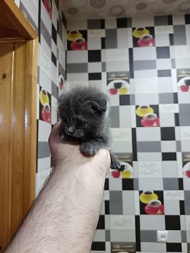 ev quslarinin satisi: Шотладская вислоухая — 2