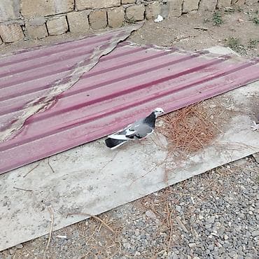 Göy ağ baş ağ qənəd satılır qiymət 25 AZN