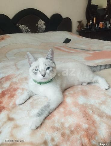 sotlant pisiyi: Şotland, Yaxşı əllərə — 3