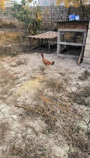 Xoruz, Heyratı, il: <1, Ünvandan götürmə lalafo.az -da Xoruz, Heyratı, il: <1, Ünvandan götürmə