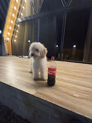 cins inəklər: Balaca, ağ tüklü it balası - Cins: kiçik ölçülü, uzun və yumşaq tüklü — 1