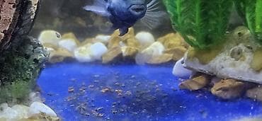 akvaryum aksesuarlari: Akvaryum üçün canlı mikromüxtəliflik paketi – suda yaşayan kiçik — 3