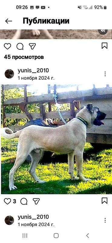 satılan itler: Kanqal — 10