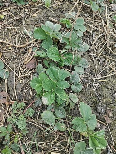 xan çinar: Ciyelek stilleri satilir. Murona, albino sortlaridi qarisiqdi. 0.20 — 4