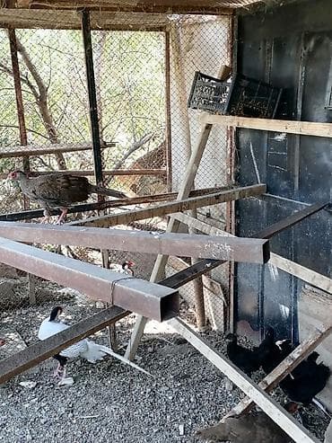 bildircin yuvası: Gümüşü Qrqovul ünvan Lökbatan tam sağlam quşlar 1 xoruz 3 fərq — 1