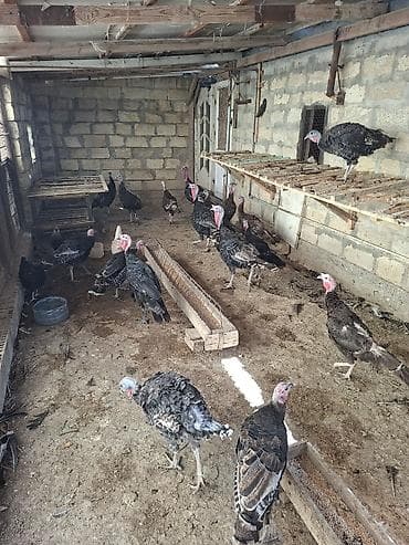 sevgi qusu: Erkək, Damazlıq — 4