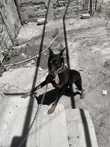 qara mal: Doberman, 1 il, Dişi, Peyvəndli, Ünvandan götürmə, Ödənişli çatdırılma — 2