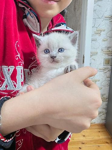 ev pişiy: Ağ tüklü, mavi gözlü balaca pişik balası - Rəng: tam ağ, yumşaq və — 6