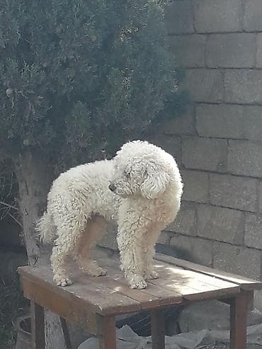 карликовый пудель: Пудель — 2