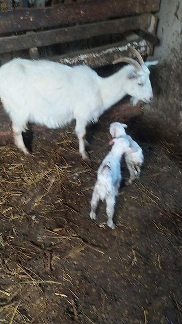 Heyvanlar üçün mallar: Birinci garin. İki dişi bala. Balalari ayrida sataram istiyən olsa — 1