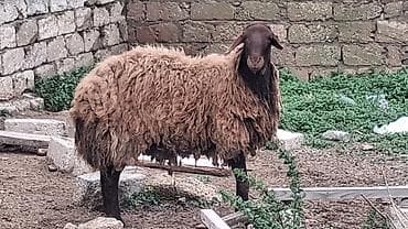 qoyun balasi: Erkək, il: 2, 90 kq, Damazlıq — 3
