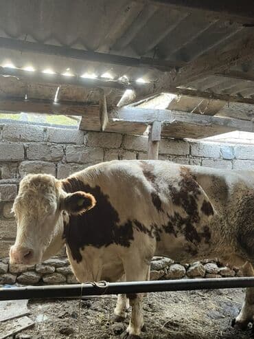 bmw 1 серия 116d at: 1qarin dogub — 1