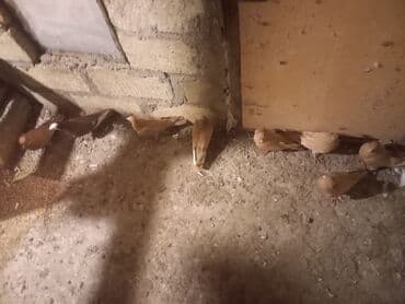 клетка для попугая купить: Məhsul: Qübbəli quşxanada saxlanan dekorativ göyərçinlər dəsti — 4