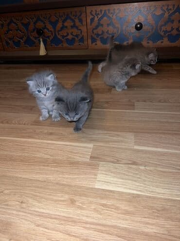 maykonq pişik: Britan, Erkək, Dişi, Ünvandan götürmə — 2