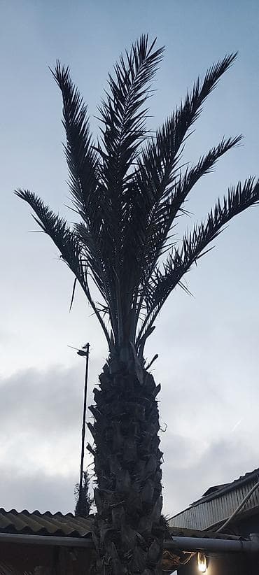 pul agaci: Xurma xurması (palma ağacı) – həyət və bağ üçün dekorativ iri ağac - — 1