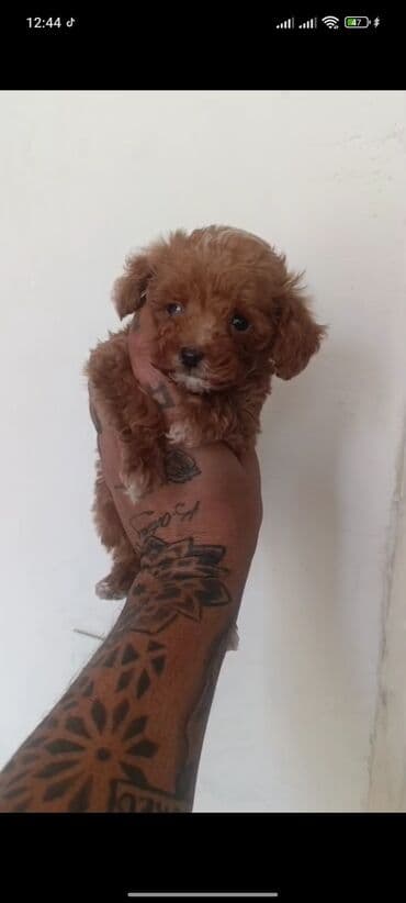 toy budel: Pudel, 3 ay, Erkek, Peyvəndli, Ünvandan götürmə — 15