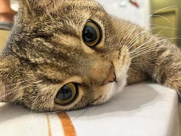 pişim: Britan, Erkək — 3